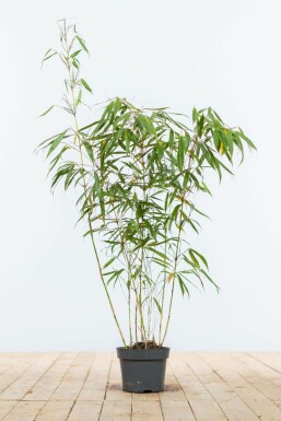 Bamboe Fargesia rufa Haag 80-100 Kluit