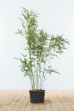 Bamboe Fargesia robusta Campbell Haag 80-100 Kluit