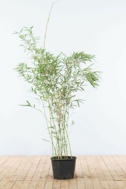 Bamboe Fargesia robusta Campbell Haag 125-150 Pot