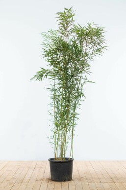 Bamboe Fargesia robusta Campbell Haag 150-175 Pot