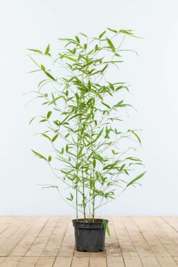 Bamboe Phyllostachys Aurea Haag 60-80 Pot