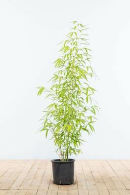 Bamboe Phyllostachys Aurea Haag 100-125 Pot