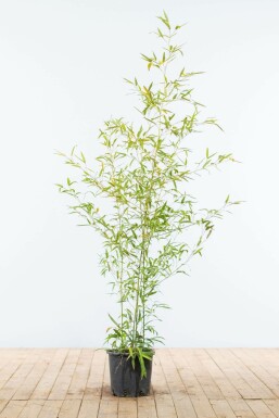 Bamboe Phyllostachys Aurea Haag 125-150 Pot