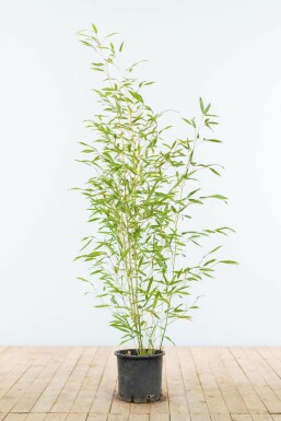 Bamboe Phyllostachys Bisetti Haag 80-100 Pot