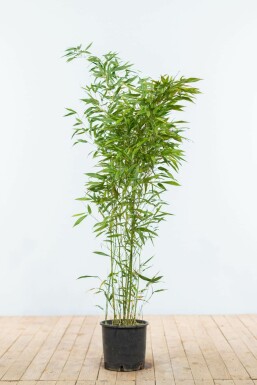 Bamboe Phyllostachys Bisetti Haag 100-125 Pot