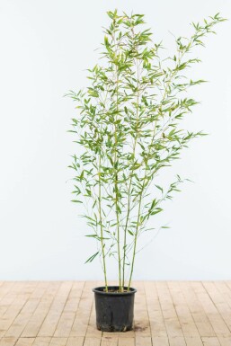 Bamboe Phyllostachys Bisetti Haag 120-140 Pot