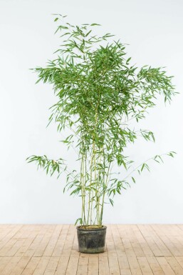 Bamboe Phyllostachys Bisetti Haag 150-175 Pot