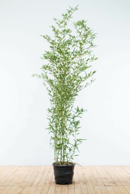 Bamboe Phyllostachys Bisetti Haag 175-200 Pot