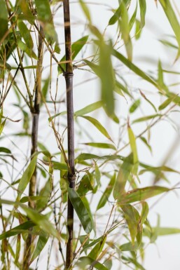 Zwarte Bamboe Phyllostachys Nigra Haag 60-80 Pot