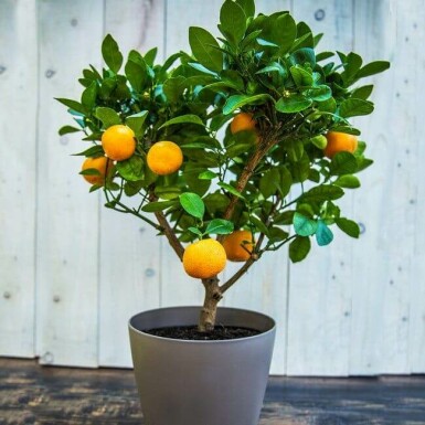 Citrusboom Citrus Clementine Ministam 40-60 Pot