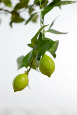 Citroenboom Citrus Limon Ministam 20-30 Pot