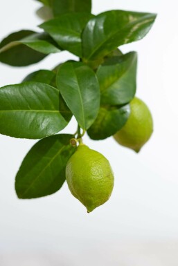 Citroenboom Citrus Limon Ministam 20-30 Pot