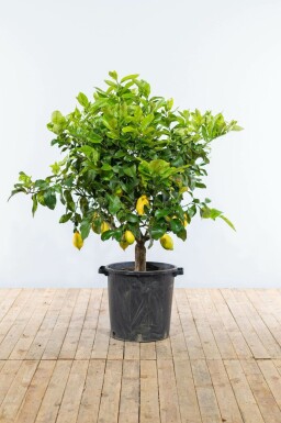 Citroenboom Citrus Limon Op stam 15-20 150-175 Pot