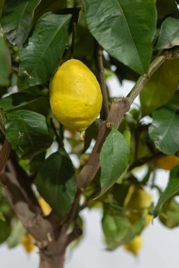 Citroenboom Citrus Limon Op stam 20-30 175-200 Pot