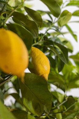 Citroenboom Citrus Limon Op stam 30-40 175-200 Pot