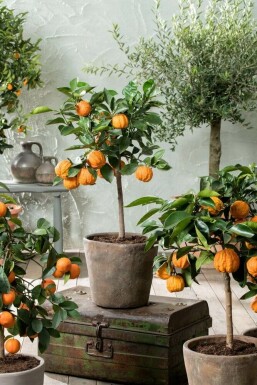 Sinaasappelboom Citrus Sinensis Ministam 40-60 Pot