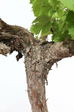 Wijnstok Vitis Vinifera Op stam 15-20 100-125 Pot