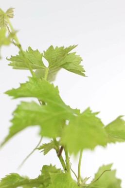Wijnstok Vitis Vinifera Op stam 15-20 100-125 Pot