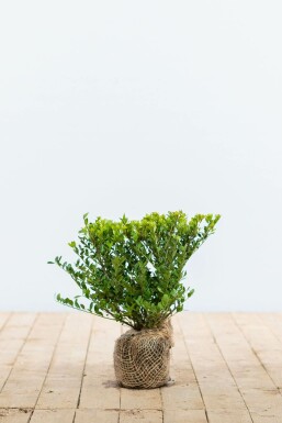 Japanse Hulst Ilex crenata Dark Green Haag 20-30 Pot