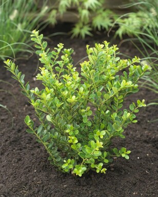 Japanse Hulst Ilex crenata Green Hedge Haag 15-20 Pot