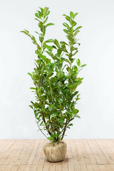 Laurierkers / Prunus Laurocerasus Rotundifolia