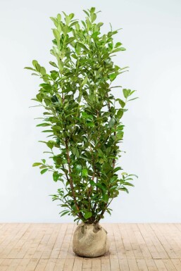 Laurierkers Prunus laurocerasus Rotundifolia Haag 175-200 Kluit