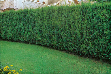 Reuzenlevensboom Thuja occidentalis Atrovirens Haag 60-80 Kluit