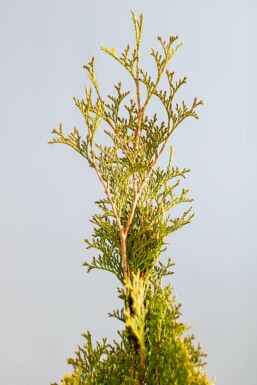 Westerse levensboom Thuja occidentalis Smaragd Haag 60-80 Kluit