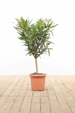 Oleander Nerium Oleander Op stam Wit 50-60 Pot