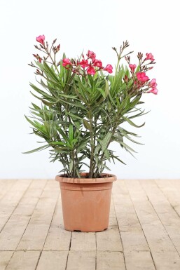 Oleander Nerium Oleander Struik Rood 70-80 Pot