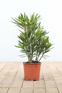 Oleander Nerium Oleander Struik Rood/Wit 50-60 Pot