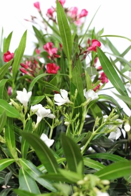Oleander Nerium Oleander Struik Rood/Wit 50-60 Pot