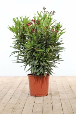 Oleander Nerium Oleander Struik Rood/Wit 70-80 Pot