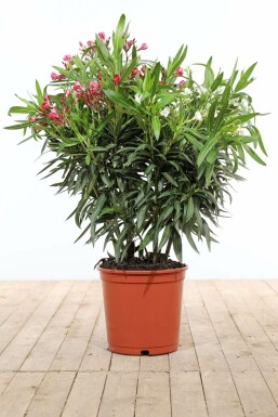 Oleander Nerium Oleander Struik Rood/Wit 80-100 Pot
