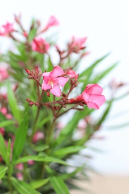 Oleander Nerium Oleander Struik Rose 50-60 Pot