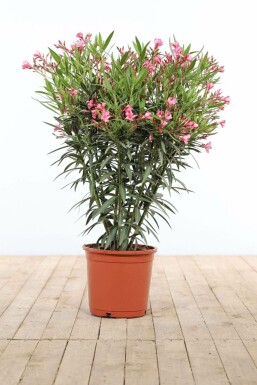 Oleander Nerium Oleander Struik Rose 80-100 Pot