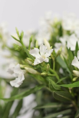 Oleander Nerium Oleander Struik Wit 50-60 Pot