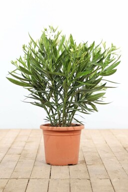 Oleander Nerium Oleander Struik Wit 70-80 Pot