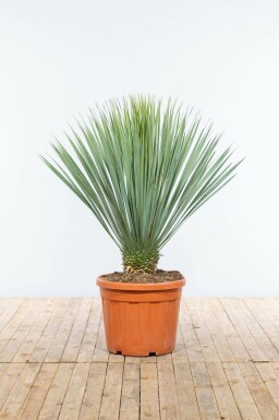 Palm / Yucca Rostrata struik