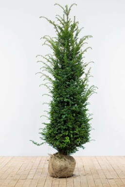 Venijnboom Taxus baccata Haag 160-180 Kluit