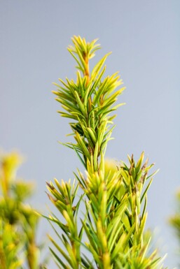 Gele venijnboom Taxus baccata David Haag 120-140 Kluit