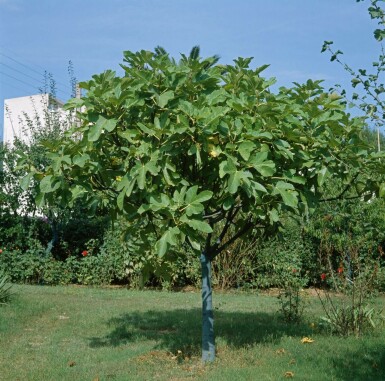 Vijgenboom Ficus Carica Op stam 10-15 80-100 Pot