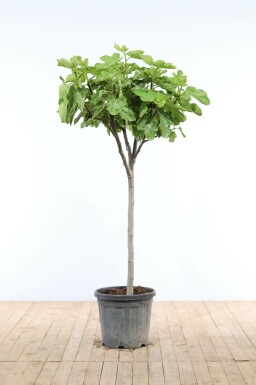 Vijgenboom Ficus Carica Op stam 20-30 175-200 Pot