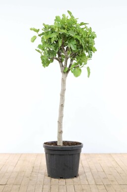 Vijgenboom Ficus Carica Op stam 50-60 175-200 Pot