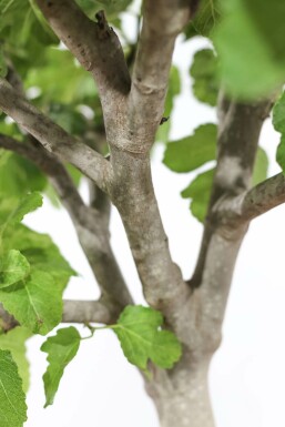 Vijgenboom Ficus Carica Rek 70-80 Pot
