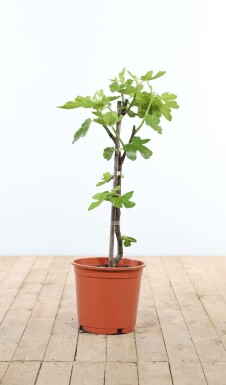 Vijgenboom Ficus Carica Gestokt 60-80 Pot