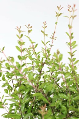 Granaatappelboom Punica Granatum Op stam 40-50 200-225 Pot