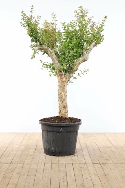 Granaatappelboom Punica Granatum Op stam 50-60 225-250 Pot
